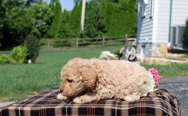 puppy, for, sale, Mini Goldendoodle F1, Matthew B. Stoltzfus, dog, breeder, Gap, PA, dog-breeder, puppy-for-sale, forsale, nearby, find, puppyfind, locator, puppylocator, aca